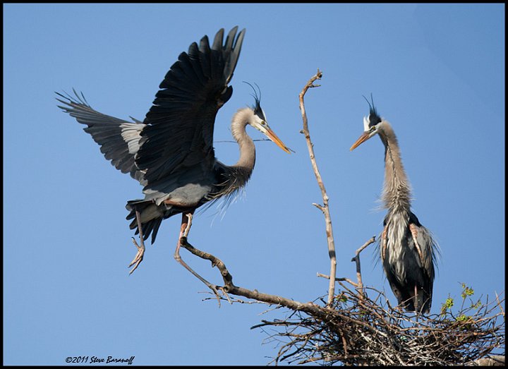 _1SB0289 great-blue herons on nest.jpg